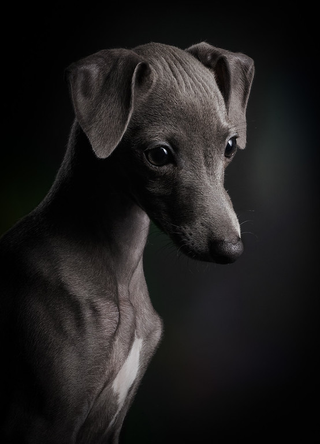 Illustration for article titled Las mejores fotos de perros del año, según un concurso que elige las mejores fotos de perros del año